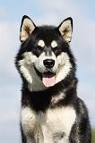 ALASKAN MALAMUTE 411